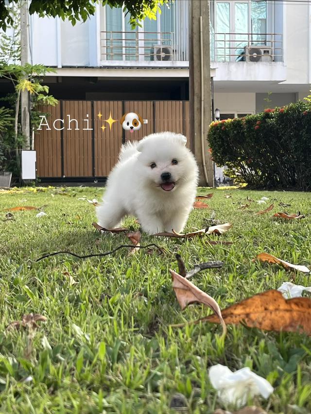 Japanese Spitz (สุนัขพันธุ์สปิตซ์ญี่ปุ่น) 7