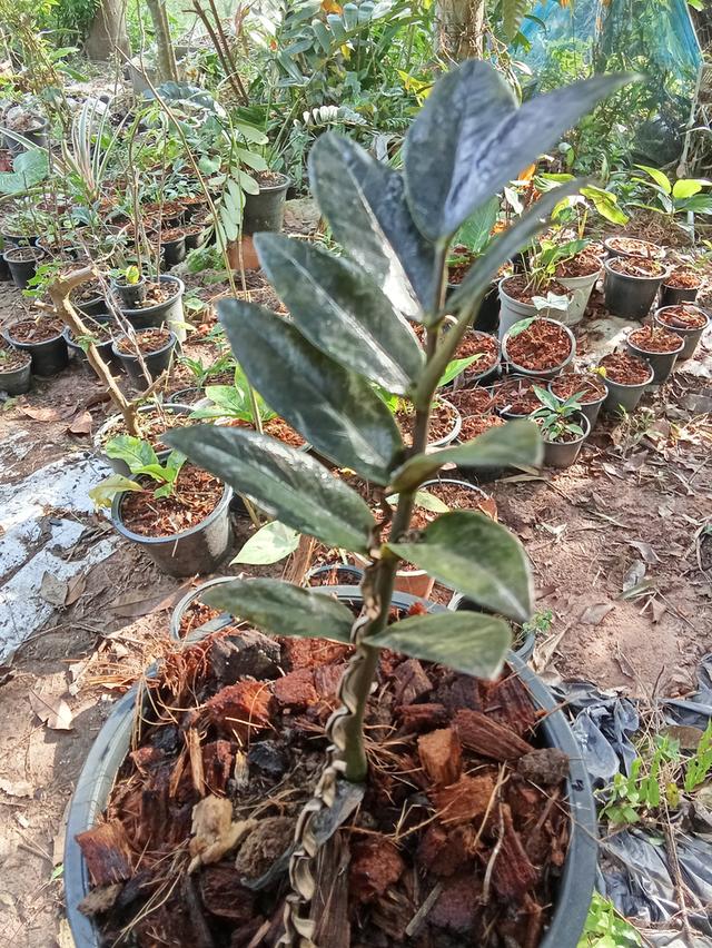 ต้นไม้  ไม้ดอกไม้ประดับ รูปที่ 14