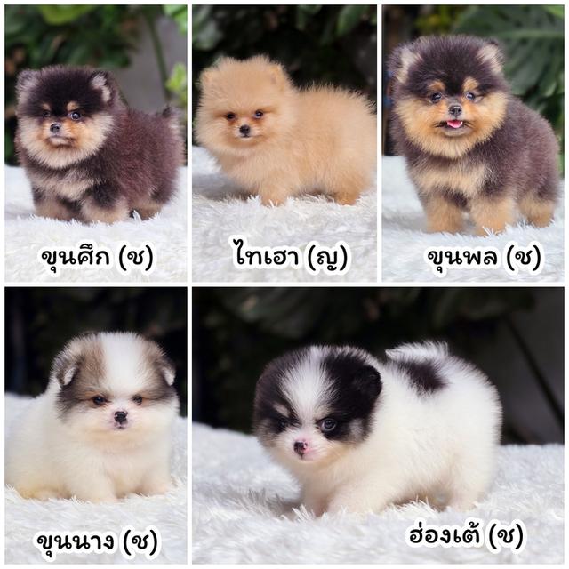 Sale ปอมแท้ฟอร์มสวย