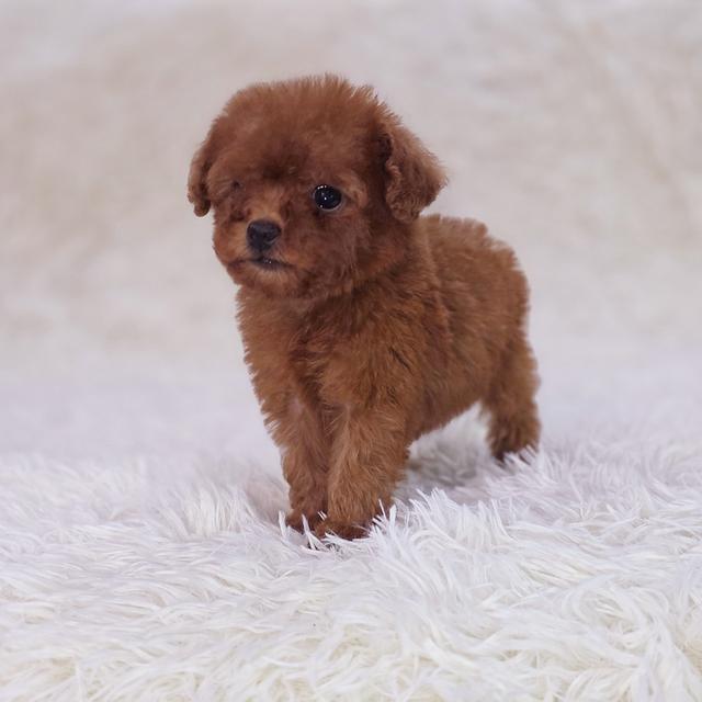 พุดเดิ้ลทอยสายพันธุ์แท้