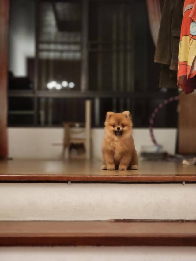 ปอมเมอร์เรเนียนไซส์ทีคัพไม่เกิน 2 โล ขี้อ้อนมากๆ 6 เดือน ไม่โตแล้วจ้า รูปที่ 4