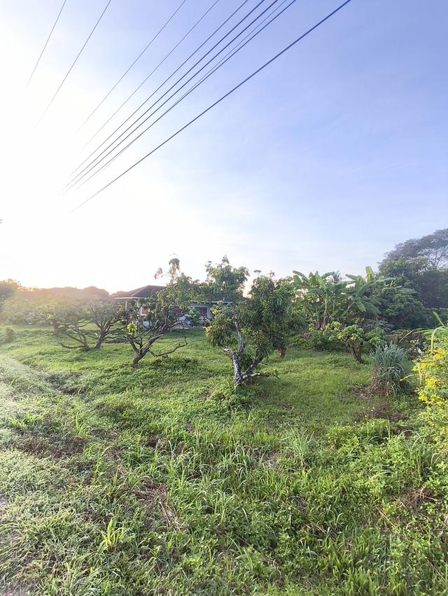 ที่ดินงามเชียงใหม่ 7