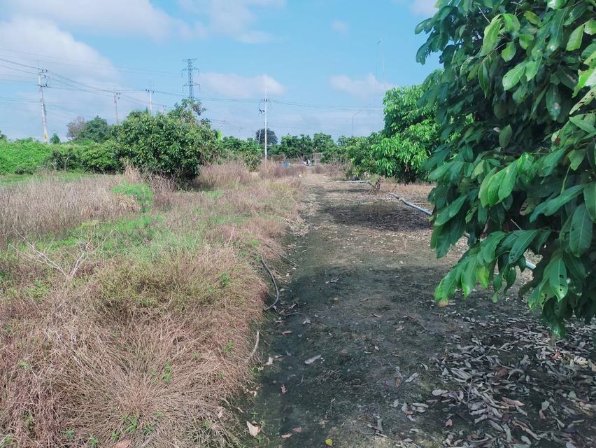 ขายที่ดินเชียงใหม่ อ.สันป่าตอง 4