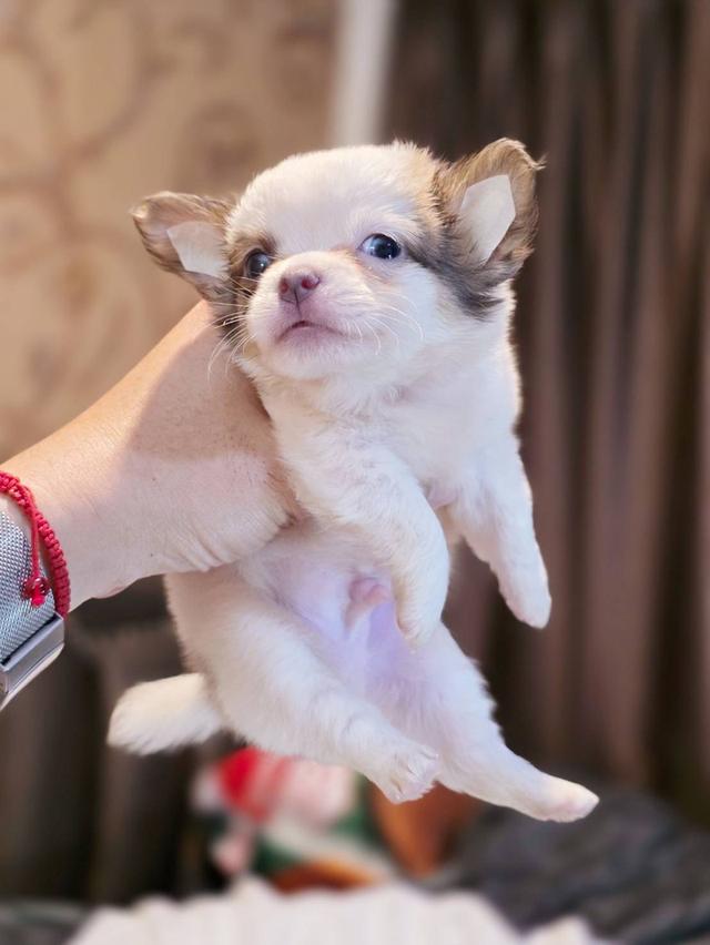 ชิวาวาแท้ขนยาว ผู้ พิกัดรามอินทรา