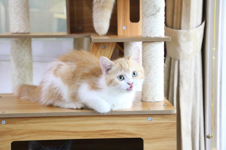 ลูกแมวบริติชหิมาลายันพร้อมย้ายบ้าน รูปที่ 18