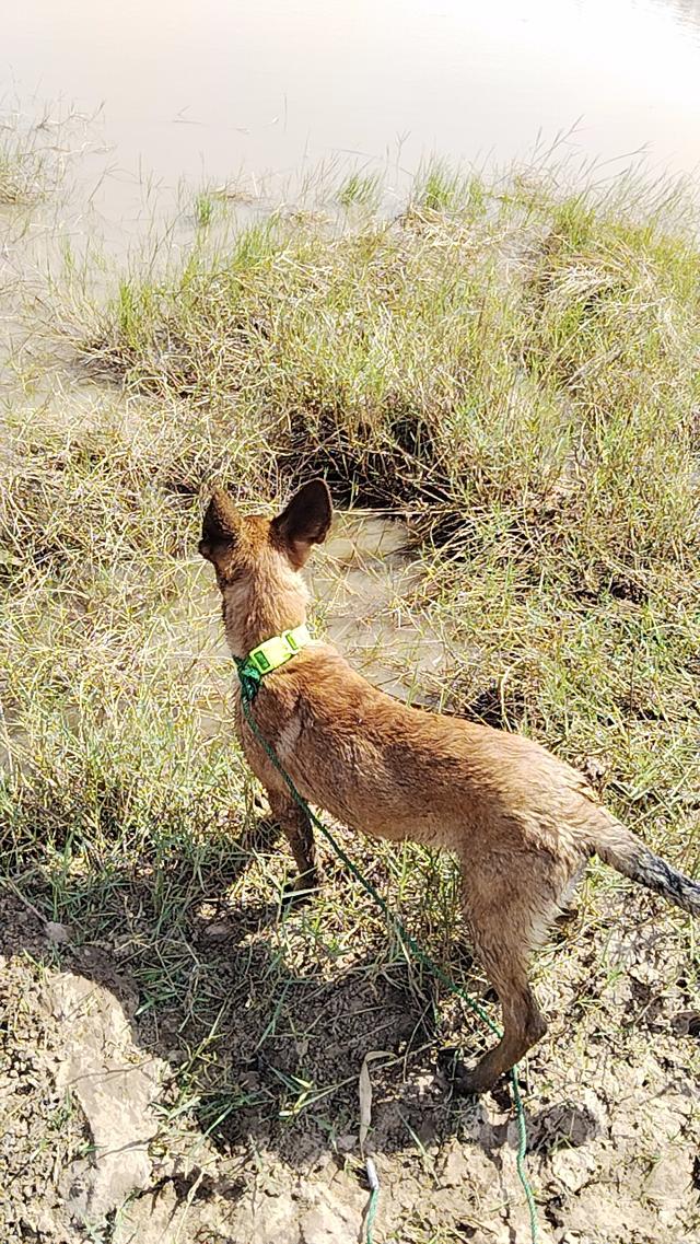 สุนัข พันธุ์เบลเยี่ยม มาลินอยส์ 3