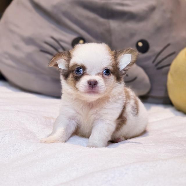 Chihuahuaขนยาวหนุ่มหล่อน้องพ๊อตเตอร์