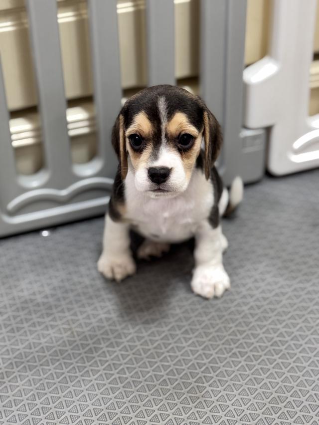 บีเกิ้ล (Beagle) Female ด.ญ 💯🏡 5