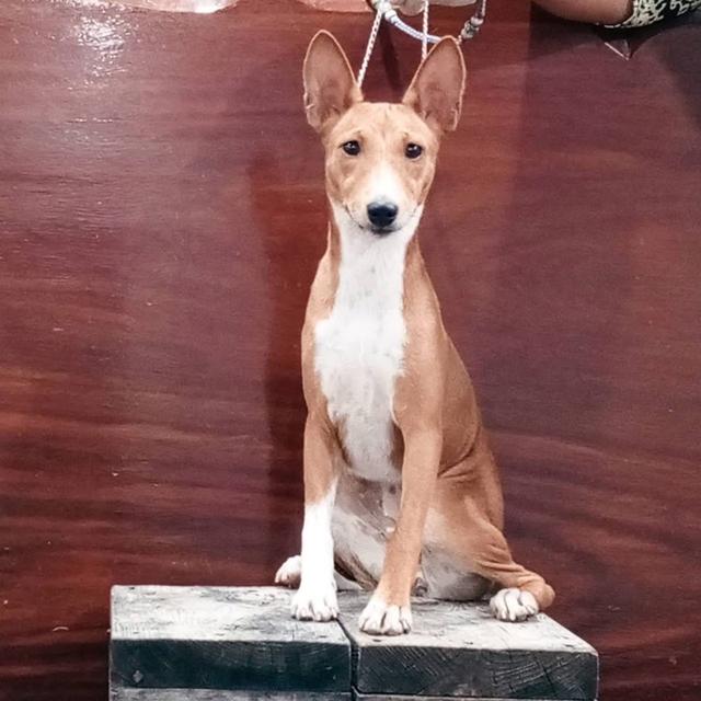 สุนัข Basenji ลูกแชมป์ 3