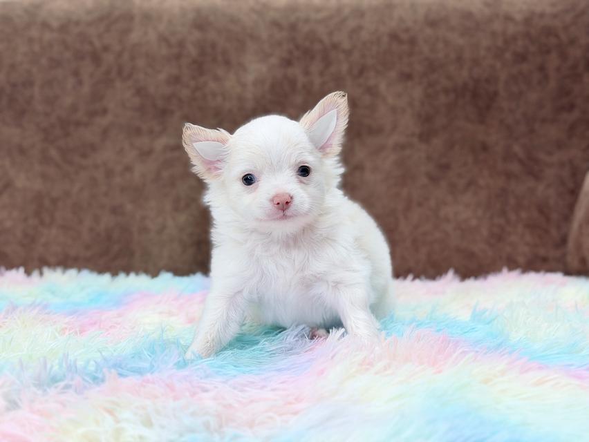 ชิวาวาผู้ ขนยาว สีขาวครีม รูปที่ 8