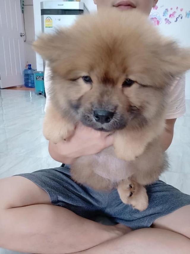 ลูก Chow Chow สีน้ำตาลช็อกโกแลต 2