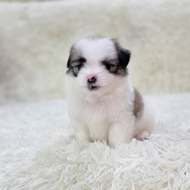 ชิสุผสมปอม เพศผู้ พิกัดรามอินทรา 7