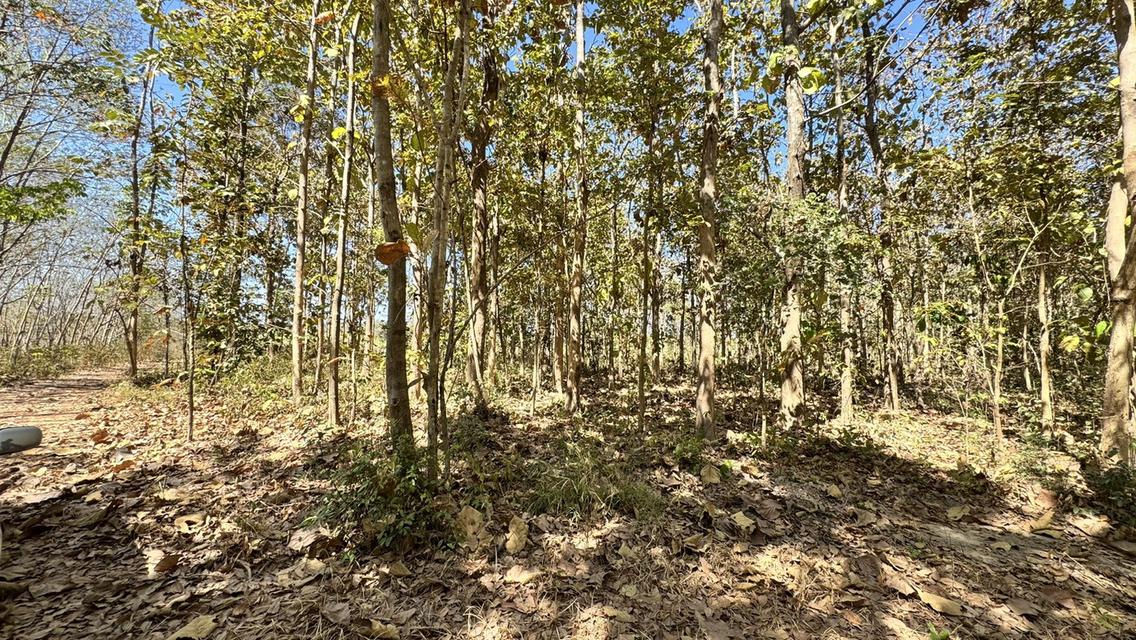 ขายที่ดิน อำเภอ พรรณา 6