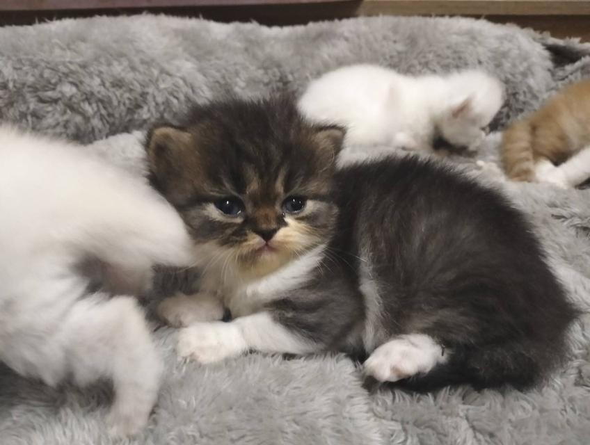 เปิดจอง เด็กๆอายุ 2 สัปดาห์ เปิดกล้องดูก่อนได้ค่ะ