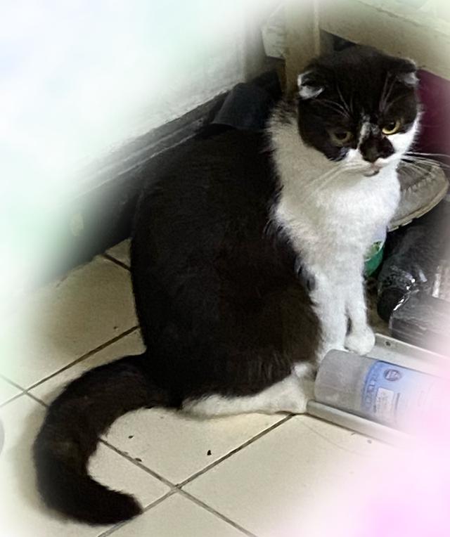 แมวพันธุ์สก็อตติช 6