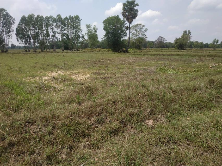 ขายที่ดินเปล่า 1 ไร่ ใกล้โรบินสันสุรินทร์ ต.สลักได อ.เมืองสุรินทร์ 6