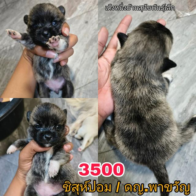 เปิดผ่อนลูกสุนัขพันธุ์เล็ก