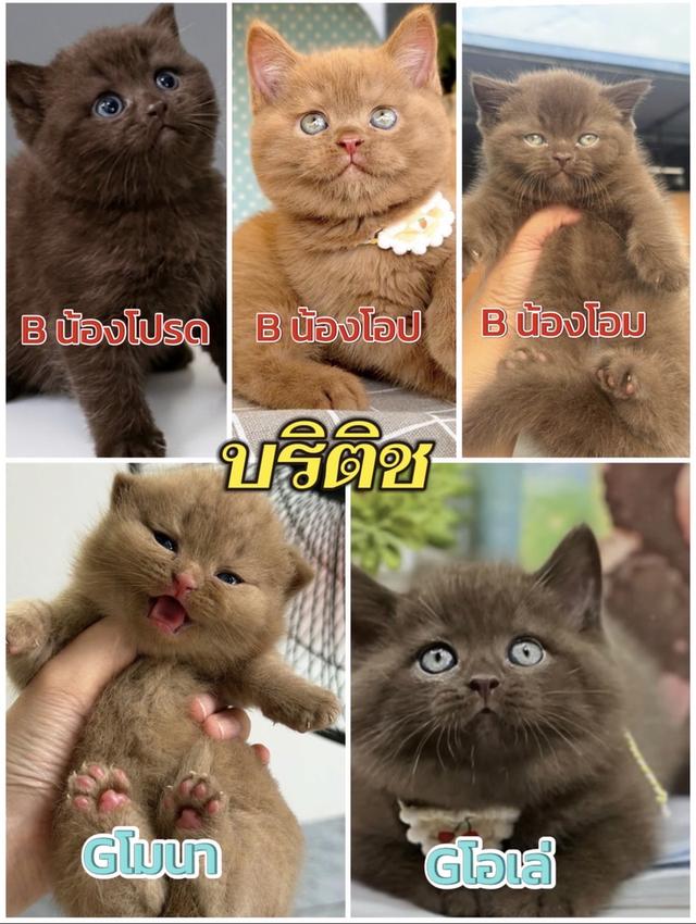 แมวบริติชสีCinnamon and chocolate นานๆจะมีมาทีจัดได้จัด ให้ไวถูกสุดเท่าที่ปล่อยมา