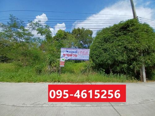 ที่ดินเปล่า 1-1-88.4 ไร่ ต.เมืองปัก อ.ปักธงชัย จ.นครราชสีมา  2