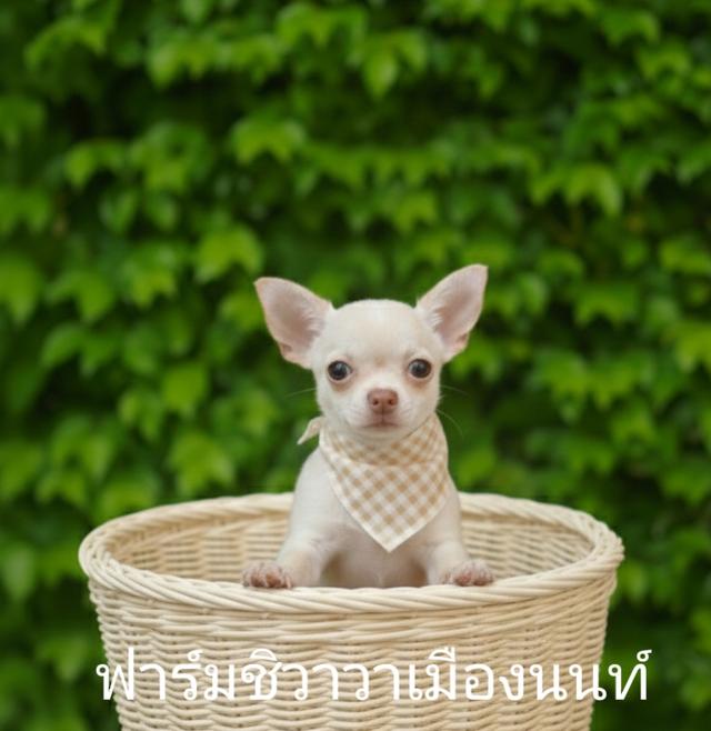 (ฟาร์มชิวาวาเมืองนนท์)ชิวาวาขนสั้นเพศเมีย18000฿ รูปที่ 2