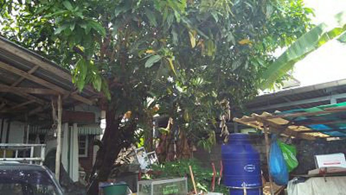 บ้านสภาพเก่ามากพร้อมต้นมะม่วงใหญ่หลายสิบปี ร่มรื่น หลังบ้านว 1
