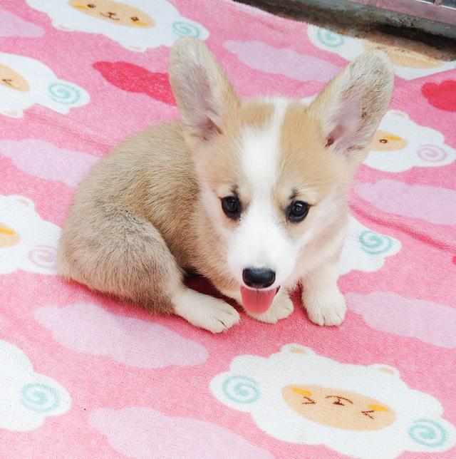 คอร์กี้พร้อมย้ายบ้านครับ 9