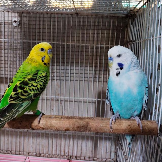 นกหงส์หยกสปริทแบล็ควิง ลูกครึ่งอังกฤษและลูกเสี้ยวอังกฤษ