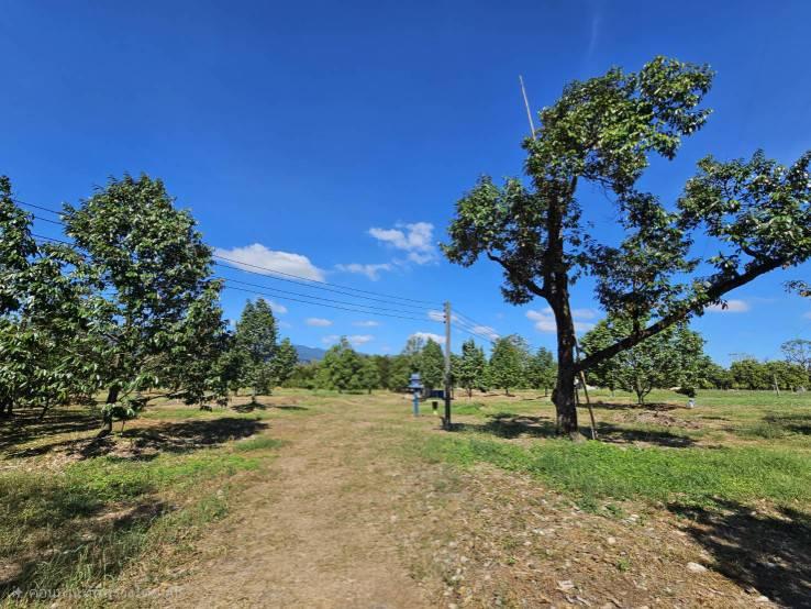 ขายสวนผลไม้ อำเภอขลุง  จันทบุรี พร้อมให้ผลผลิต 1