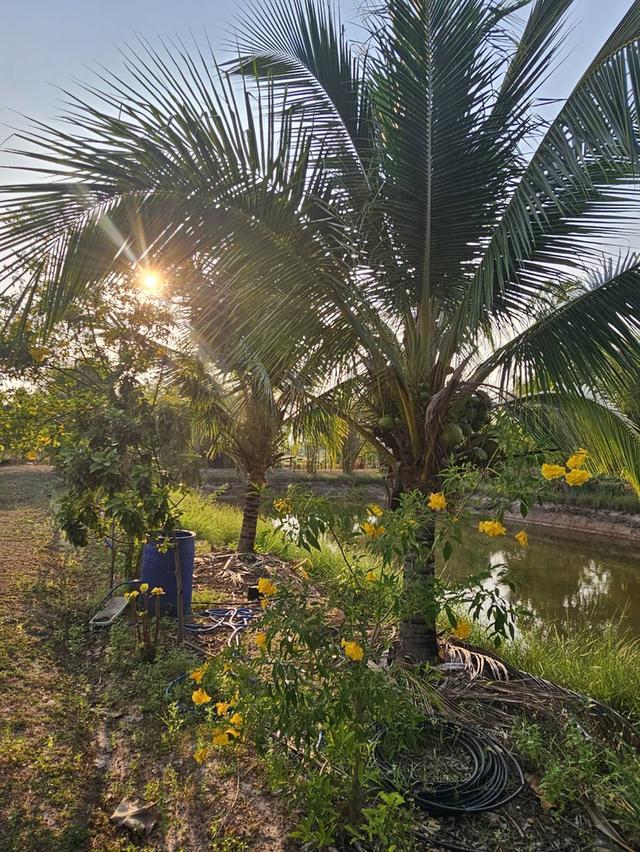 อาคารพาณิชย์พร้อมกิจการ และสวนธรรมชาติในเนื้อที่ 3 ไร่ 3 งาน จ.สกลนคร 11