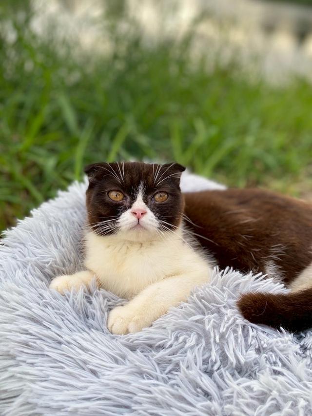 สาวน้อยช็อกโกแลต