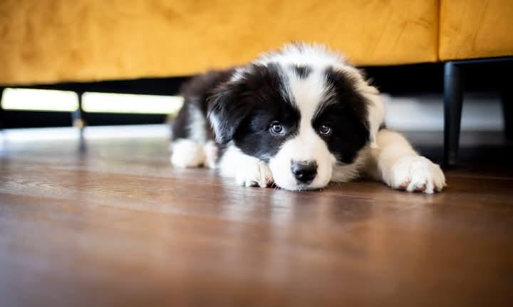 ขาย ลูกสุนัข Border Collie ลายขาวดำ