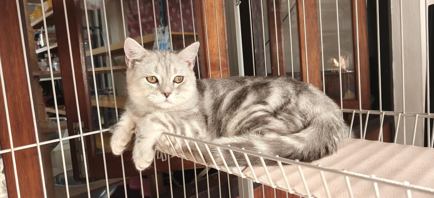 แมวมันช์กิ้น ขายาว วัคซีนครบ