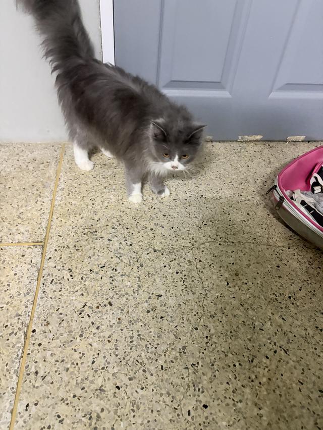 แมวเมนคูนผสมเปอร์เซีย รูปที่ 4