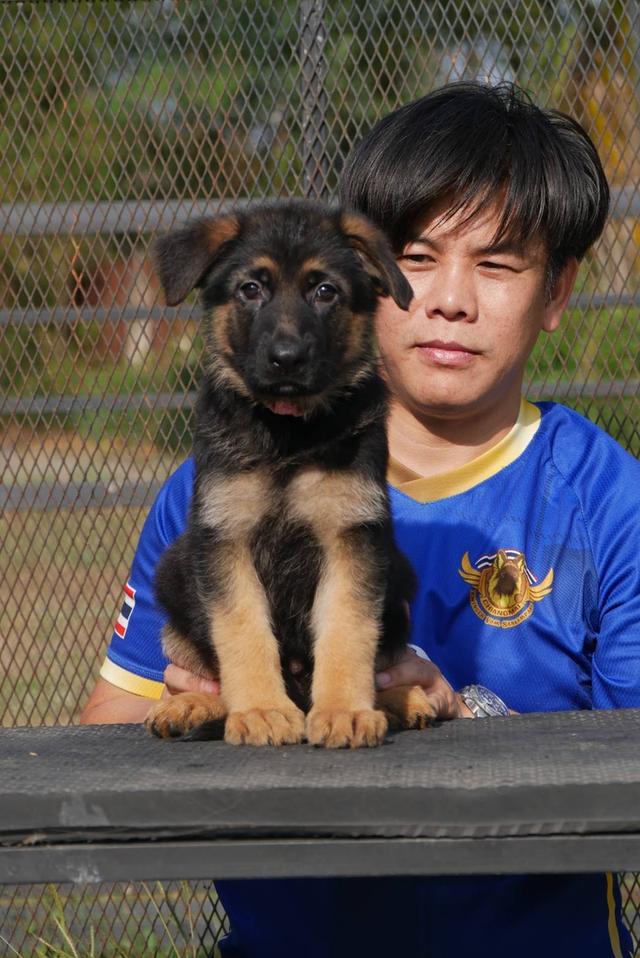 ลูกสุนัขเยอรมันเชพเพริด รูปที่ 5