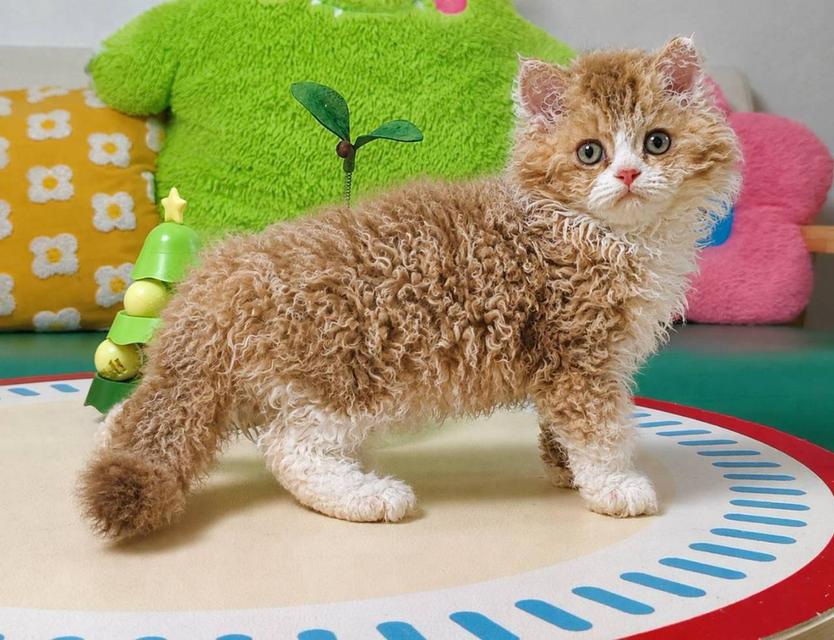 แมวขนหยิก Selkirk rex