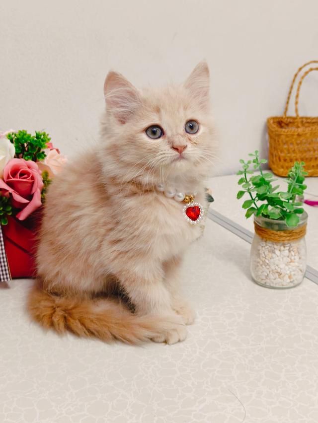 แมว scottish ขนยาว สีขาว