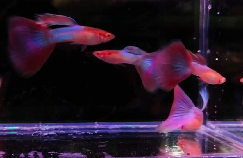ปลากัดสีแดงสวยจัดๆ 2