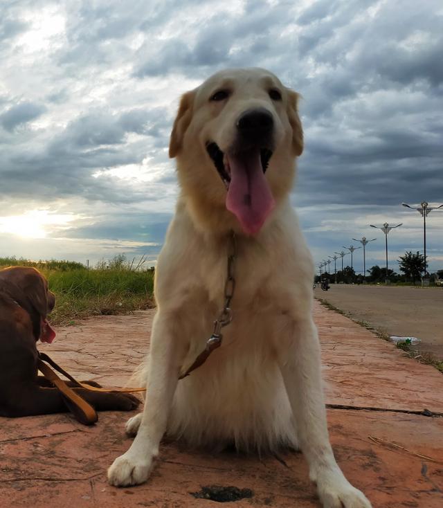 ขาย White Golden Retriever ตัวโตสมวัย 2