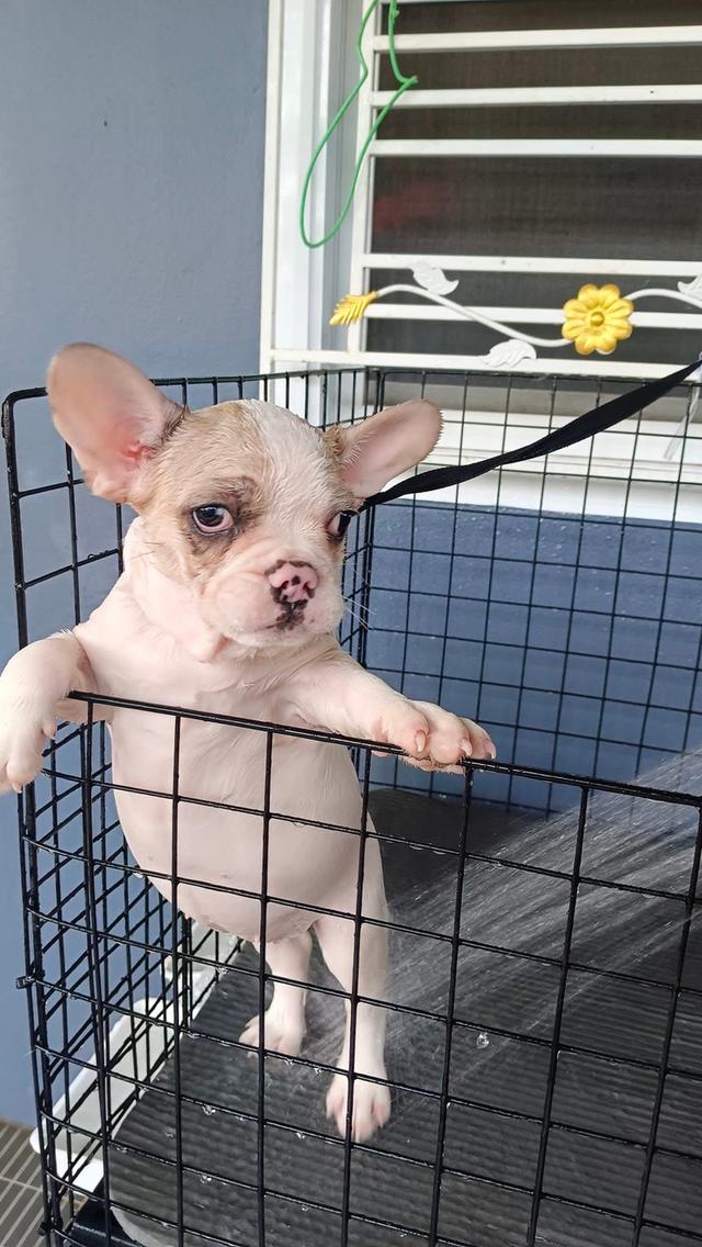 ขายสุนัข French Bulldog