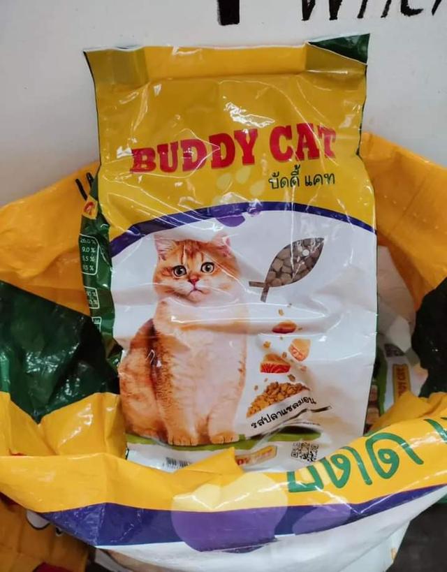 BUDDY CAT 3