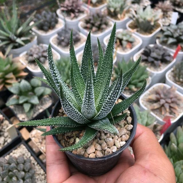 ฮาโวเทีย Haworthia 3