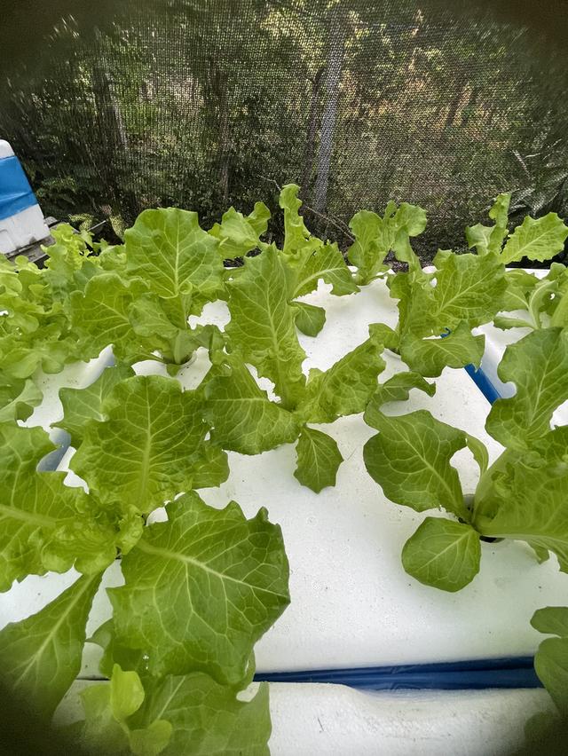 ผักสลัดไฮโดรโปรนิกส์ รูปที่ 3