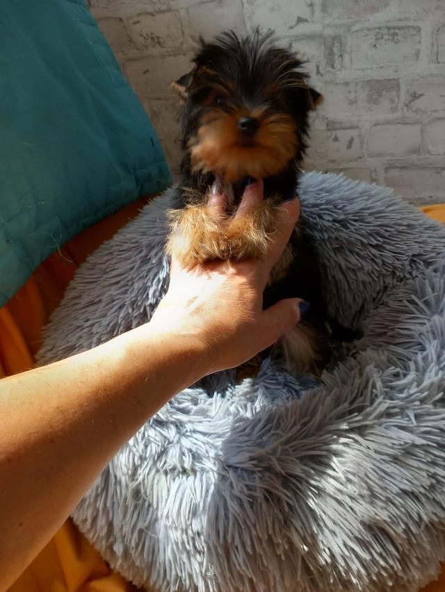 Yorkie Puppies for sale รูปที่ 2