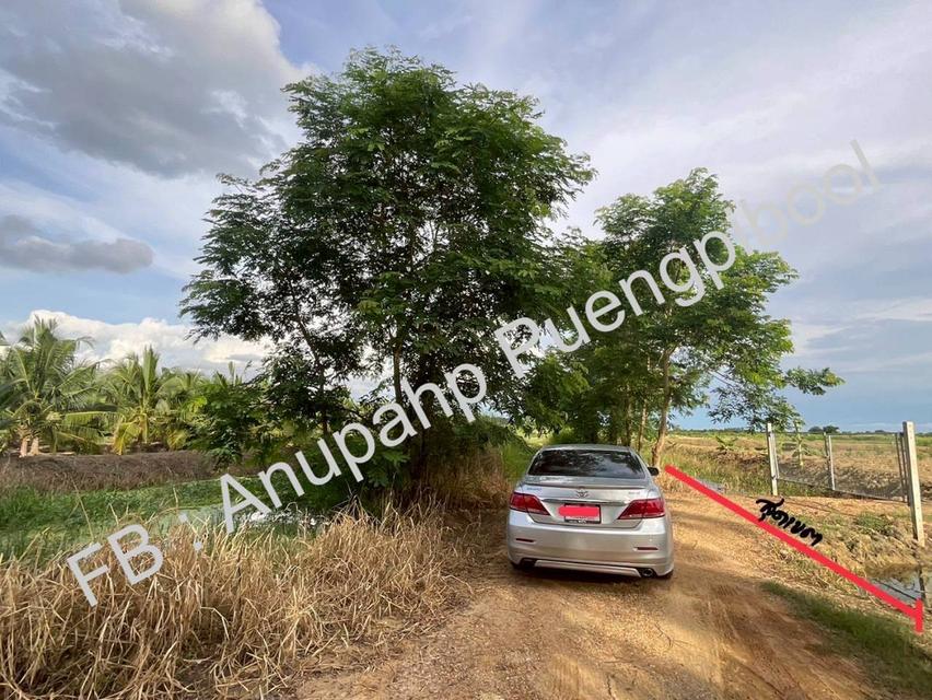 ขายที่ดิน พร้อมสวนมะพร้าว บ้านเลือก อำเภอโพธาราม จังหวัดราชบุรี 4