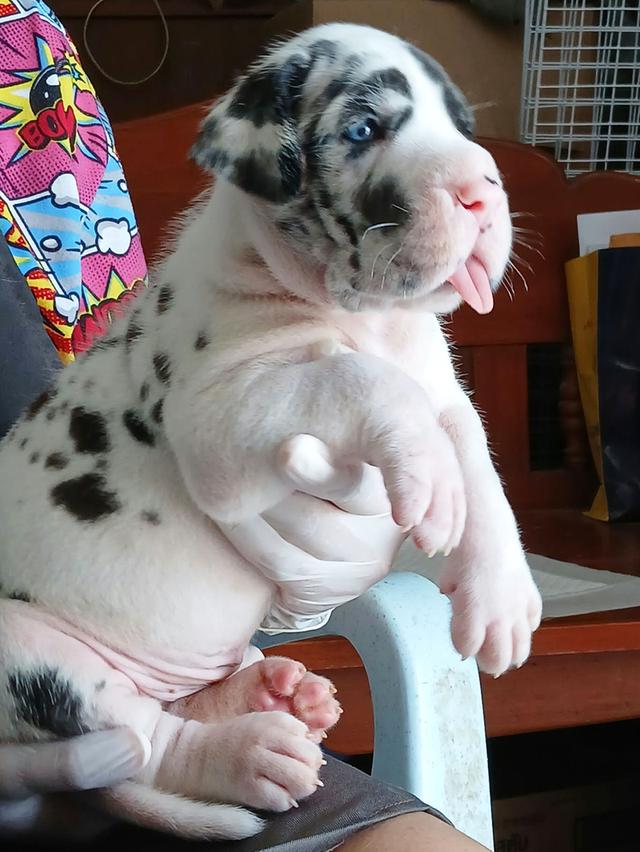 Great dane for sale เกรทเดนคุณภาพ รูปย่อยที่ 4