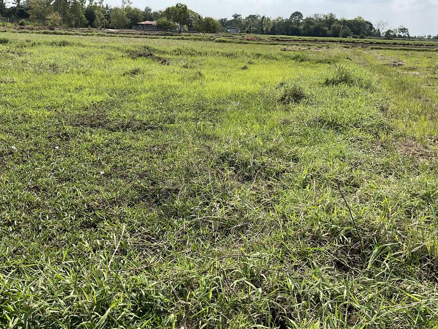 ขายที่ดิน 7 ไร่ ต.โบสถ์ อ.พิมาย จ.นครราชสีมา 7