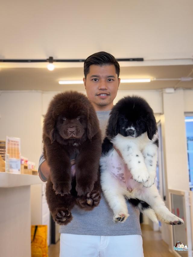 น้องนิวฟาวแลนด์ นำเข้าจากต่างประเทศ 8