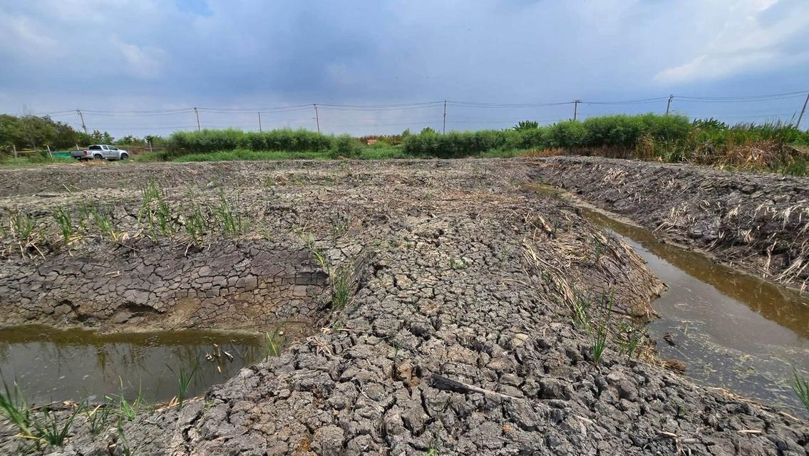 ขายด่วนที่ดินบางเสาธง 400 ตรว เหมาะลงทุน ทางหลวงชนบท3047 บางพลี สมุทรปราการ 5