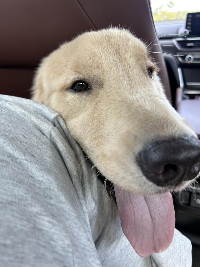 สุนัขโกลเด้น รีทรีฟเวอร์ รูปย่อยที่ 2