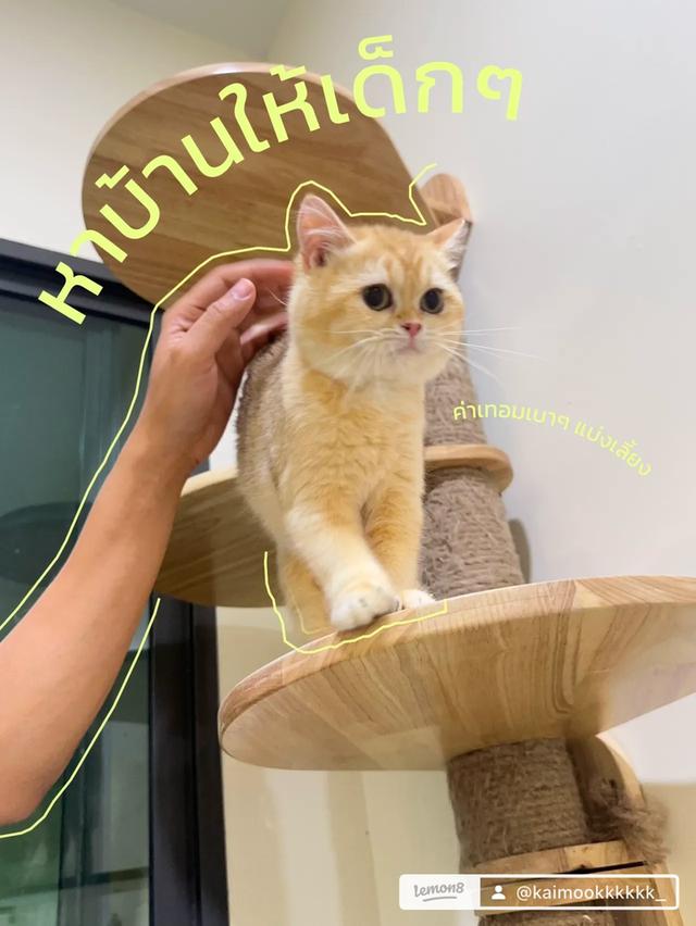 บริติส ผู้หญิง 